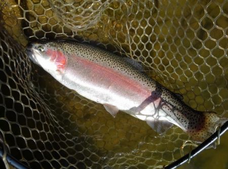 大安トラウトレイク 釣果